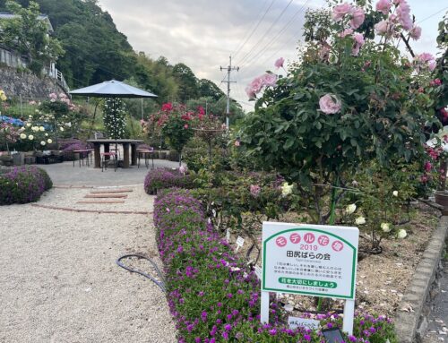 田尻ばら園のばらが見頃を迎えています